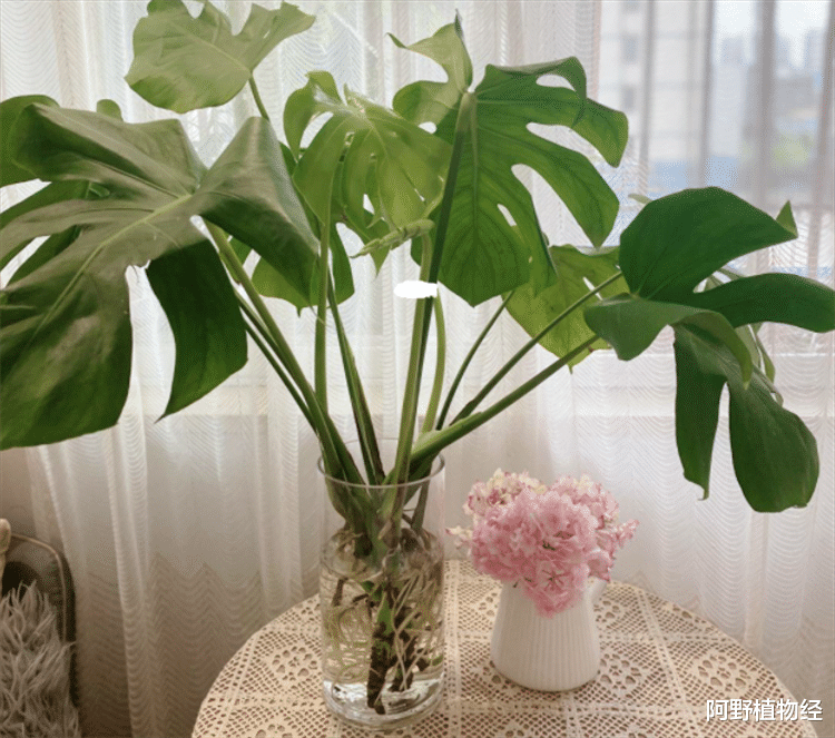 室内适合用水养的18种植物,不用土栽更洁净,方便打理又美观