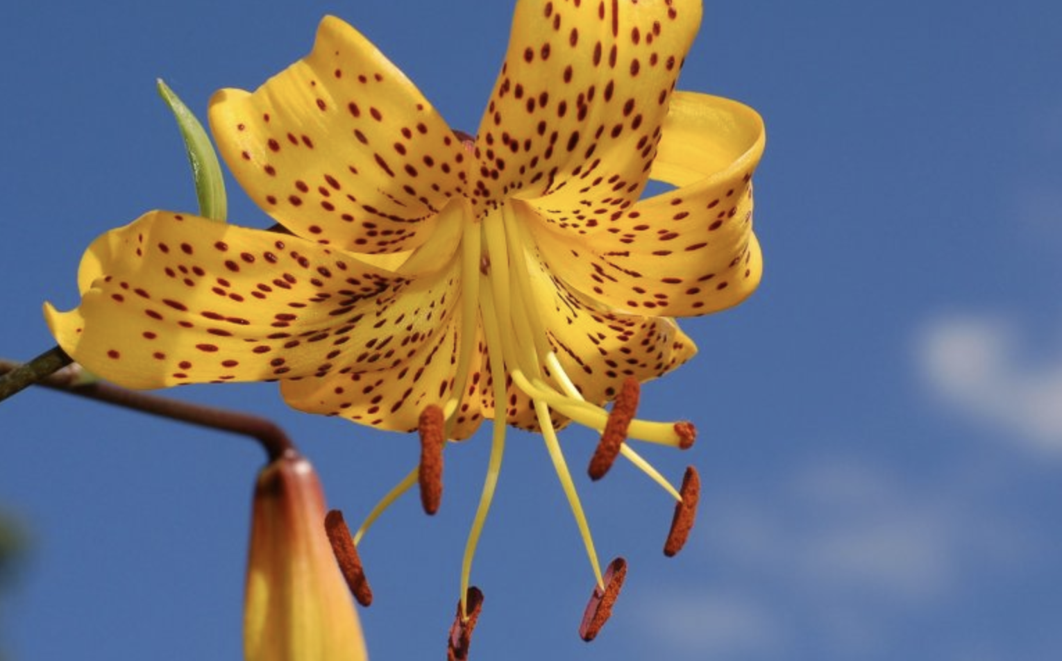 生肖夜梦|8月底，思念缠绕，主动求和，爱火重燃，5生肖辗转难眠，冰释前嫌