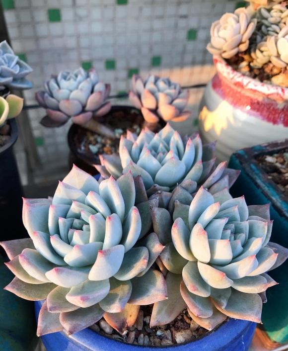 向阳园艺|多肉也会“卸妆”,露出真容的多肉,让人反感,殊不知这是常态