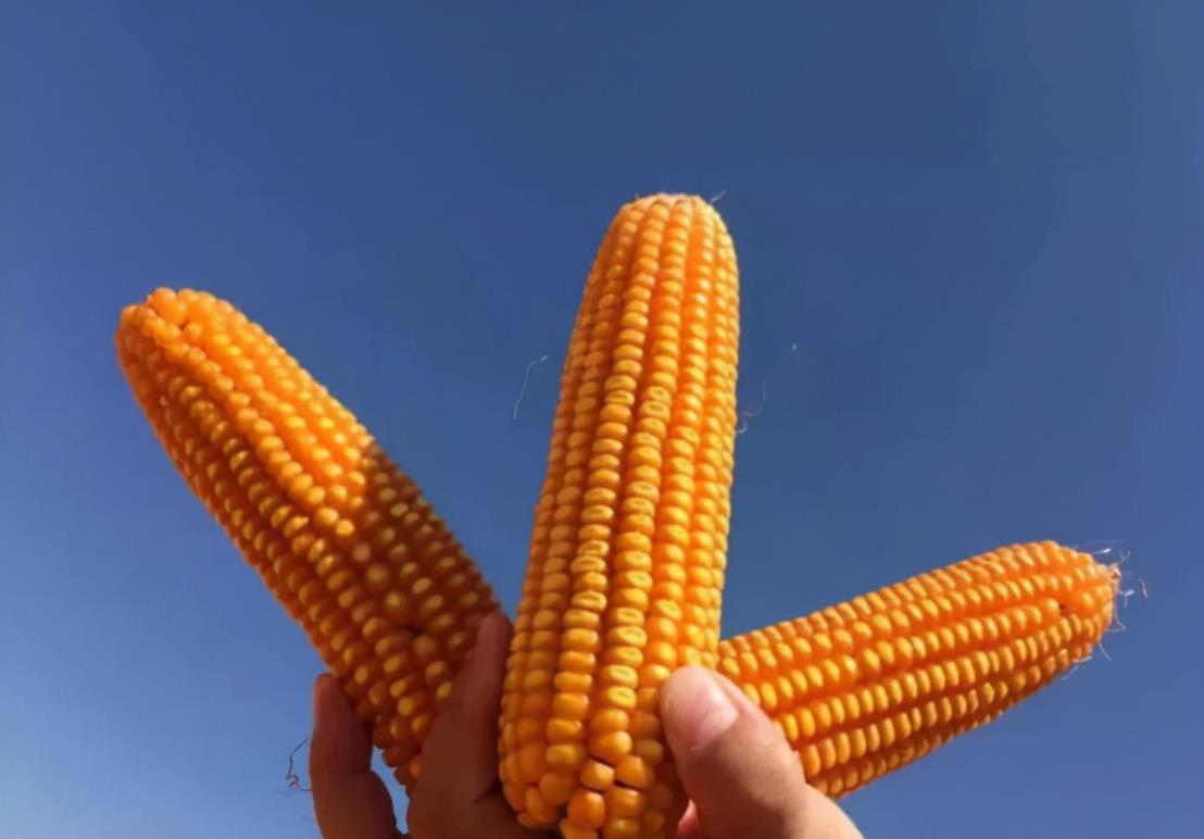 小超侃事|粮食补贴落地,今年每亩地补贴将调成这个数,涉及家家户户