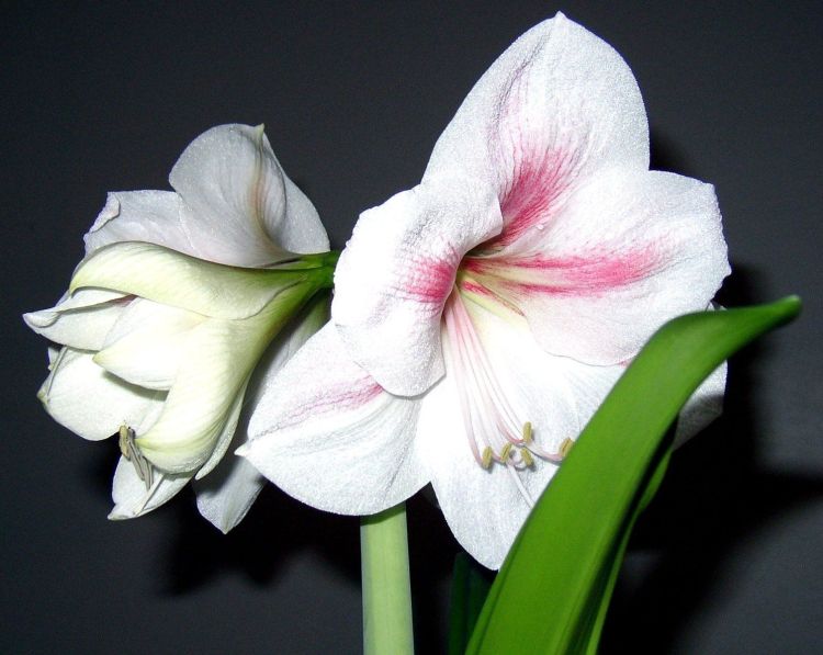 芨芨草001|这一生，把自己的生活过好就行