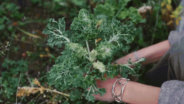 李子柒|李子柒断更5个月后，隐居11年的北欧仙女火了！引500万粉丝围观