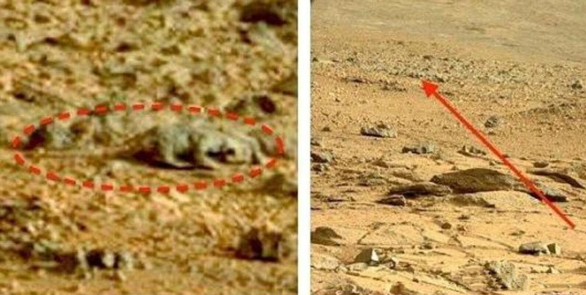 难道火星早就有生命了吗?机遇好拍到“蜥蜴”,这到底是什么?