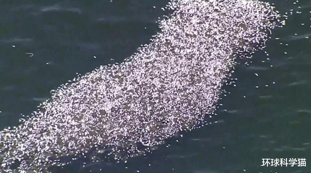 1天9噸，美國海灣出現大規模死魚，是什麼原因？專傢：或持續數月-圖2