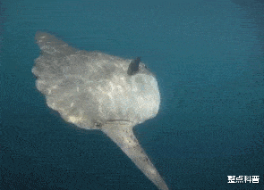 翻车鱼 只有头没有身子的翻车鱼，蠢萌到被咬不会逃跑，为什么还没灭绝？