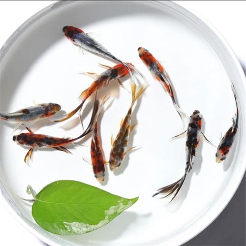 创业|办公室的养鱼数量风水讲究