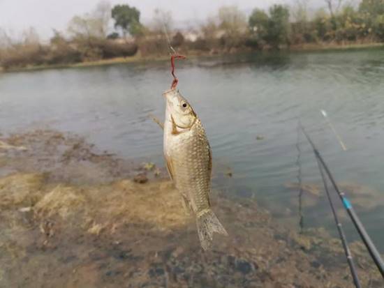 饵料|钓鱼这两种挂蚯蚓的方法学会,想渔获少也难