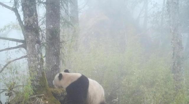 奶豆说育儿|大熊猫相亲！四川广元3只大熊猫“走婚” 揭秘大熊猫繁殖有多难？