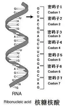 冠状病毒 深度！病毒演化史：把人类搞死，自己也死了，病毒的目的是啥？