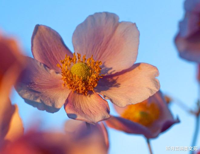 昕月蓝殇美文苑|浅秋静好，我在等你