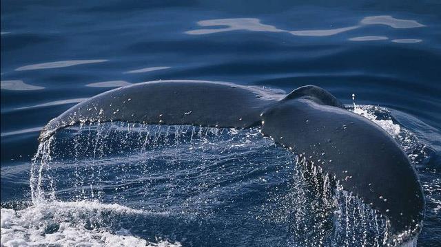 |钓鱼岛有多大?能住人么?