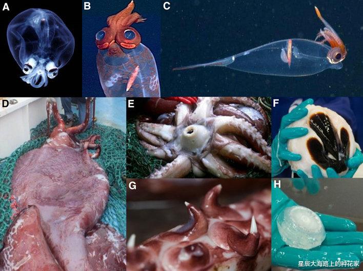 科学家 只是次数有点多！科学家确认很污的巨型鱿鱼，可能是真正一夫一妻
