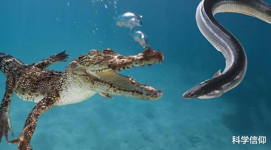 相机 淡水之中谁最强？不是鳄鱼，是电鳗