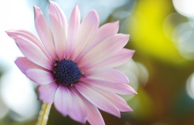 那年的星座|8月中旬得贵人青睐，好运不离身，钱财大赚，富贵平安的属相
