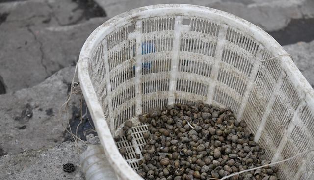 程凌云|为何邓刚和李大毛，只要钓青鱼都能钓获？而咱们钓不到？