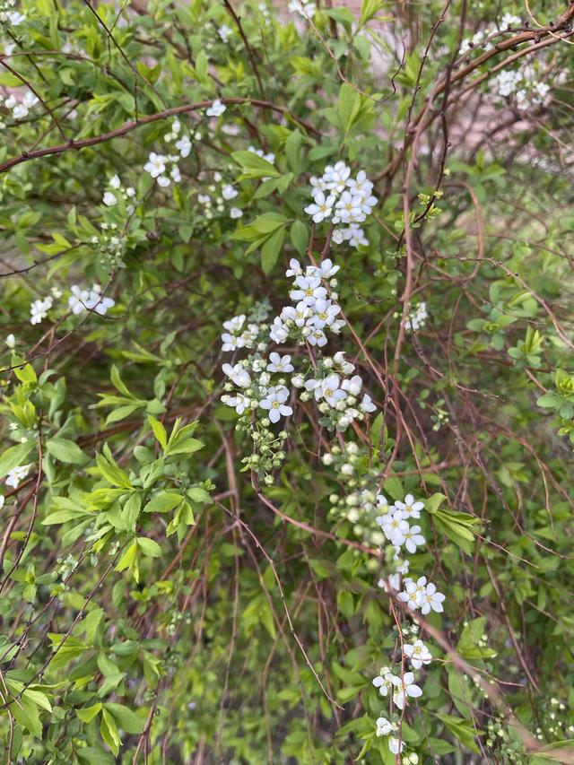 生活报 @哈尔滨市民,您有一份赏花地图,请注意查收
