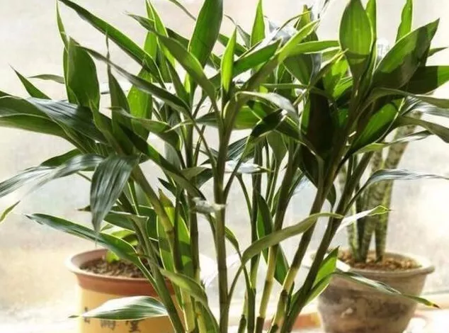 甲醛|家居中最适合摆绿植的几个方位