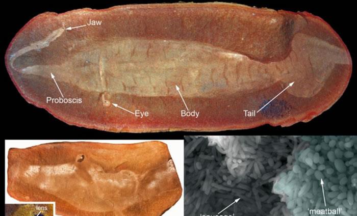 化石 拥有超过1200块化石的“塔利怪物”,凭什么困扰了科学界60多年?
