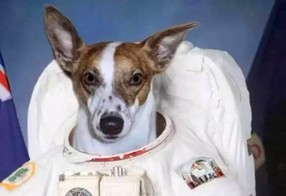 |第一只进入太空的狗，升空前就知道回不来，死亡真相也被隐瞒45年