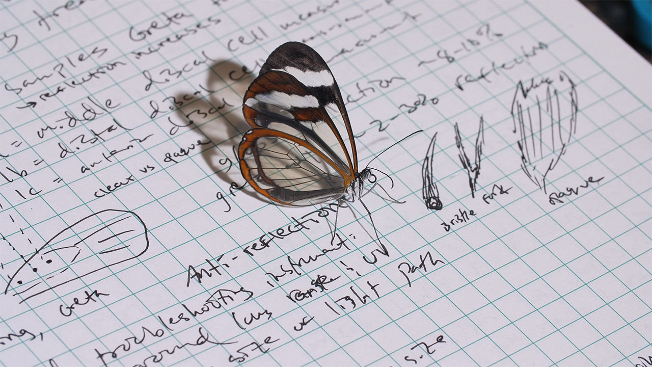 蝴蝶 隐形的翅膀：玻璃蝴蝶的透明演化之谜