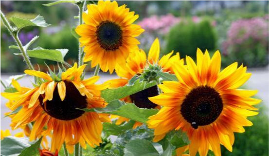 天蝎座|6月底，阴霾散尽，曙光重现，生活焕然一新，美梦终于实现