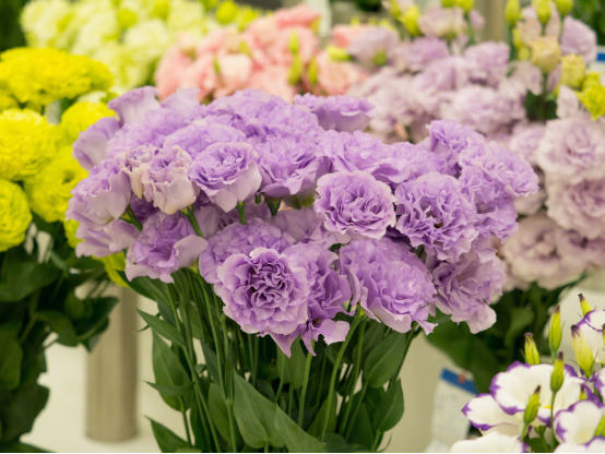 居家公社|人类高质量七夕送花指南！这9种花颜值高，寓意好，没有人不喜欢