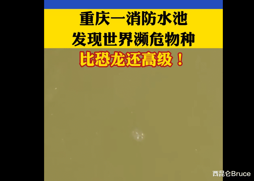 又是重庆!水池内发现罕见桃花水母,生存超5.5亿年,比恐龙高级