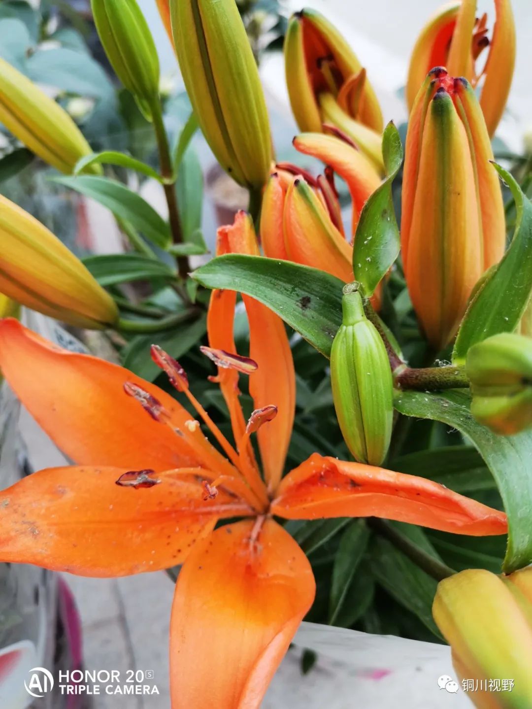 铜川周春辉 清明时节，铜川王家河的春天花开遍地