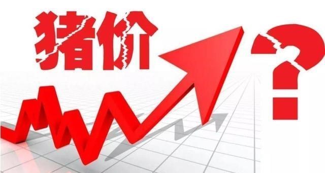 生猪价格 猪价跌至“警戒线”,玉米“遇梗”,麦价飙涨,6月“将迎变局”