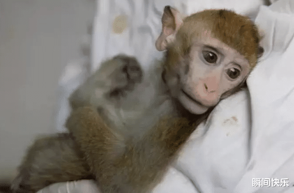 生肖|10月底属猴、属兔、属鼠开运攻略，闯出名堂，赢得先机，前程似锦