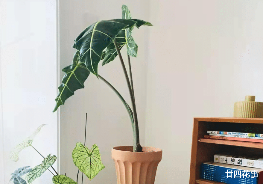 扔掉绿萝发财树吧，这7种植物漂亮显高级，养在客厅，大气有格调