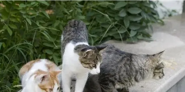 畅言 在小区内被猫抓伤,物业该负责任吗?