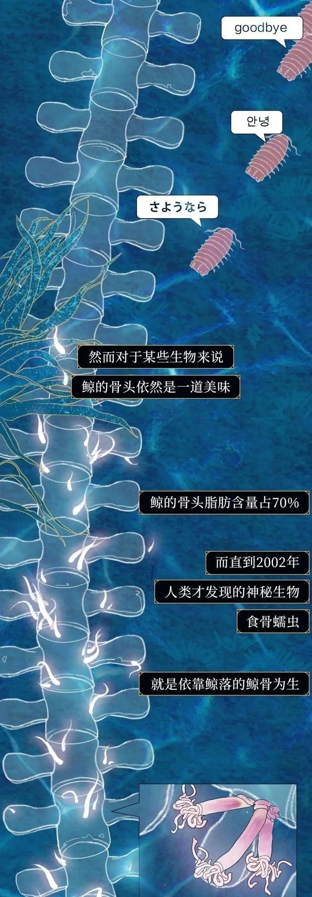 鲸鱼 何为“一鲸落，万物生”？一组漫画科普，鲸鱼死亡后会经历什么？