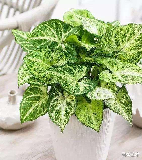 居家艺术|它四季翠绿既可土栽也可水培，净化效果好，比绿萝好看还好养！