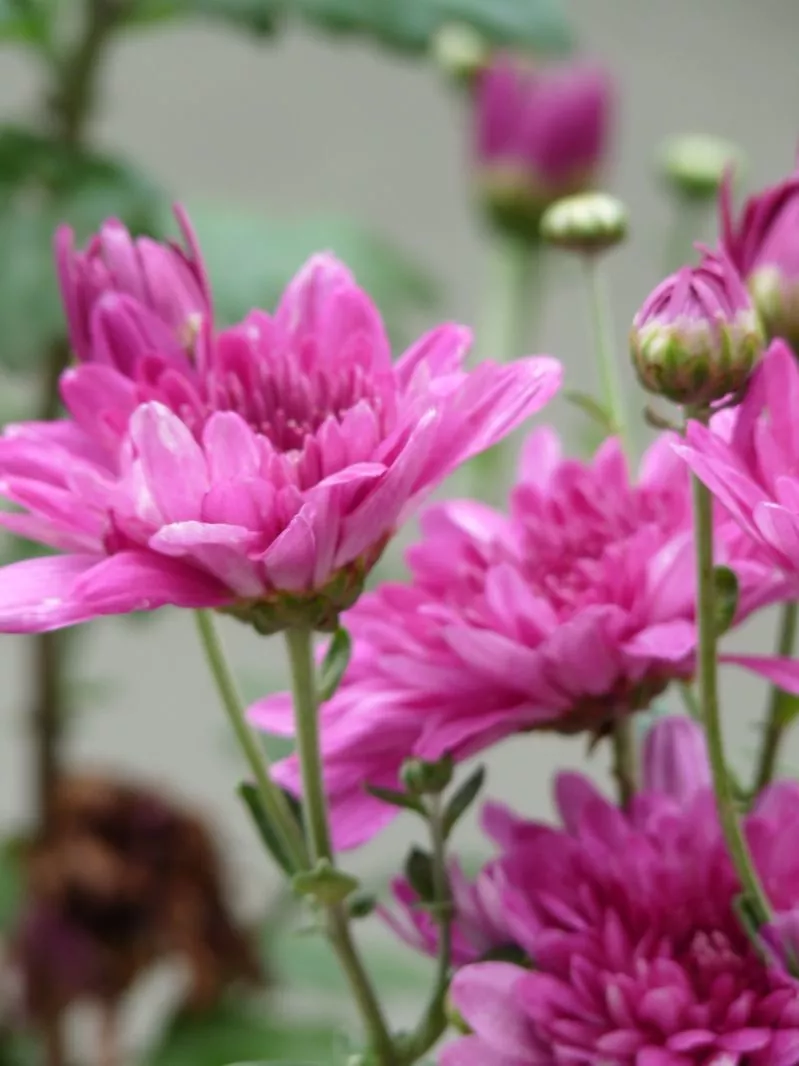 阳台花园，美！美！美！