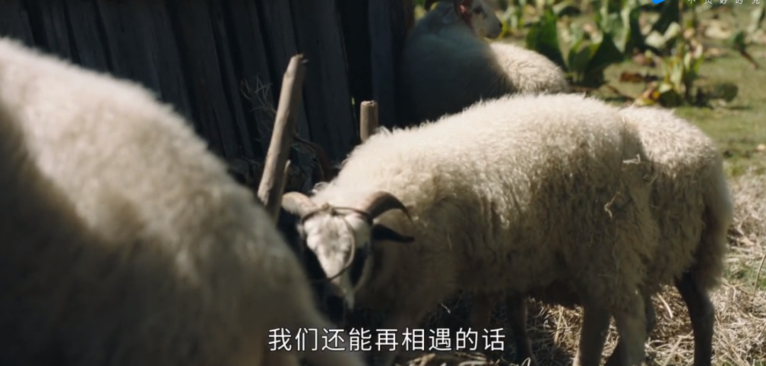 司藤|《司藤》男女主互动镜头被删了这么多？难怪配角戏份会遭网友吐槽