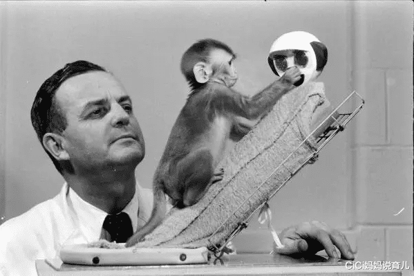 CiCi妈妈说育儿|“有奶就是娘?”一个实验告诉你:亲妈“真”不可替代