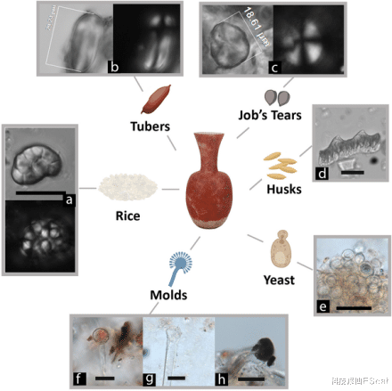 科技修仙EScat|啤酒本是舶来品，但新发现证明，9000年前中国就会酿啤酒了！