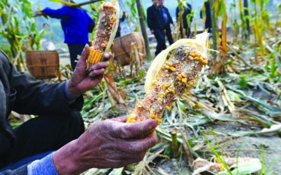 野猪 破坏庄稼!村民“捕杀野猪”获刑6个月:出售猪肉挣了500元!