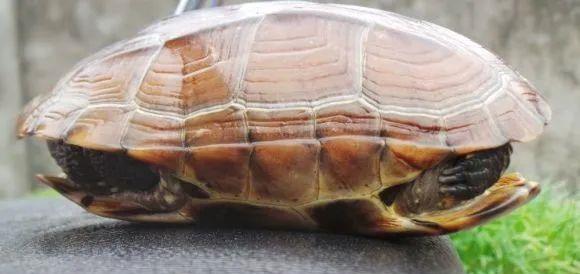 免疫治疗 公龟母龟死亡率竟然不一样，这难道是生理原因？