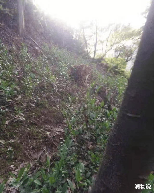 润物说 三只金钱豹出逃，杀伤力有多大？园方致歉声明：未成年攻击力较弱