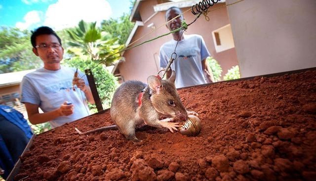 火星 若人类把1亿只老鼠送上火星，老鼠想在火星上存活，是否存在可能