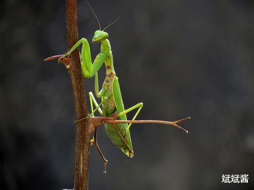 后代 自然界中，螳螂交配时，母螳螂会把公螳螂吃掉，在交配之前，公螳螂知道交配会丧命吗？