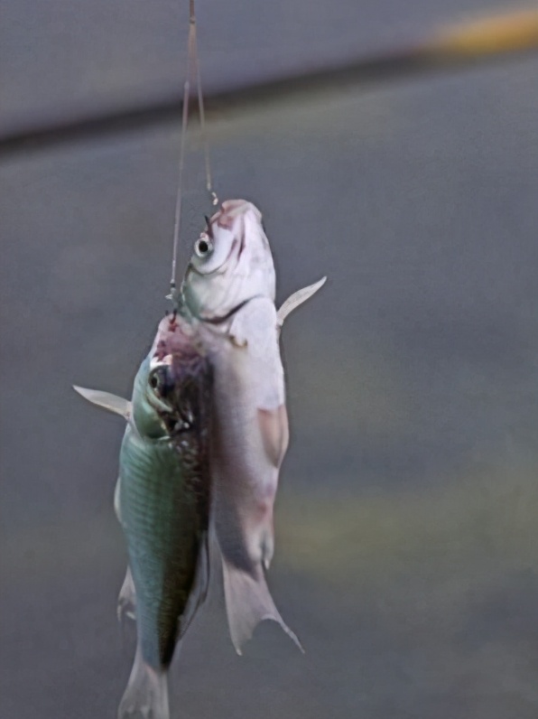 |春季钓鲫鱼掌握这3个技巧，去了就不会空手而归——盛世三渔