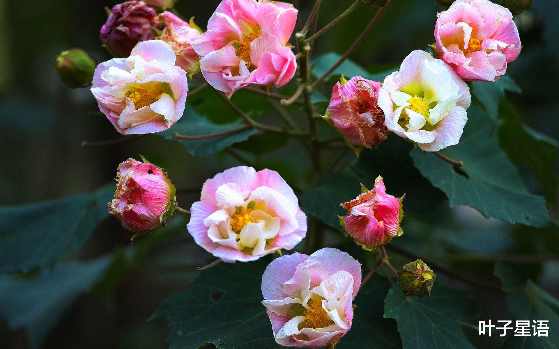 处女座|2021上半年，事业重新洗牌的星座，曾经跌入谷底，现在爬到巅峰