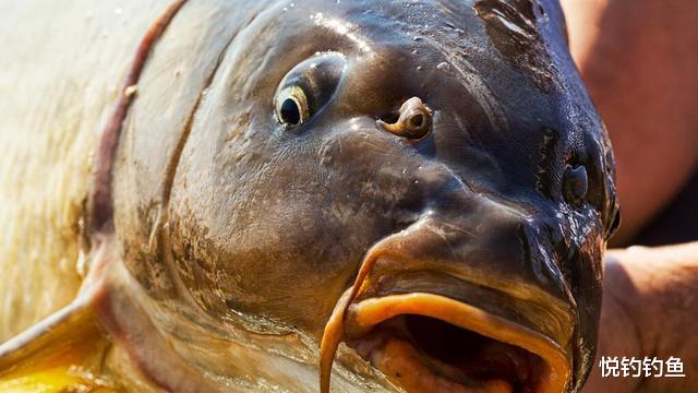 饵料|鲤鱼如此狡猾，垂钓时的几个细节不能忽略！