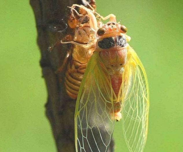 贯丹萱 夏天农村常见的知了猴，天黑才打洞出来，藏在地下需要呼吸吗？