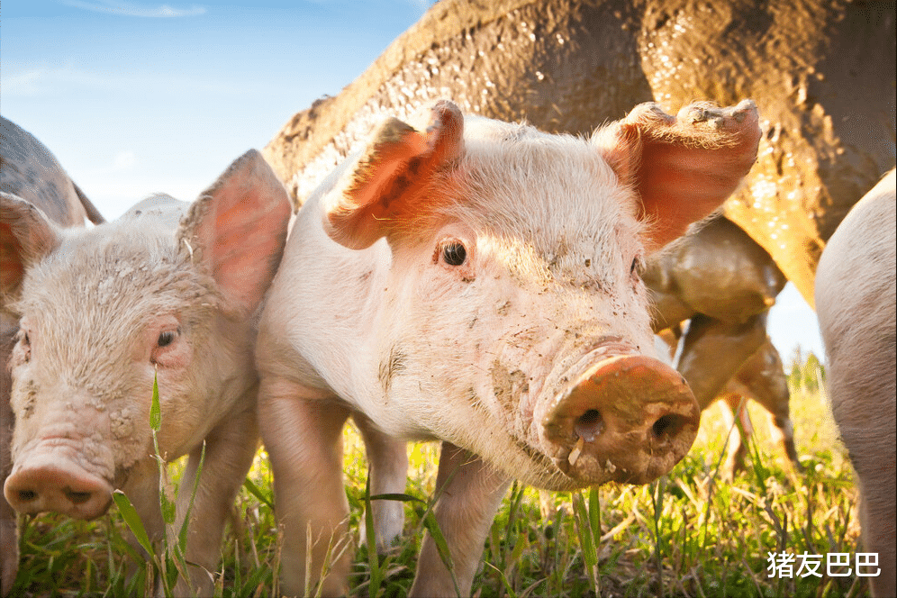 生猪价格 1涨22跌！猪价滑坡行情“8连跌”，3月猪价要探底12元？2个好消息