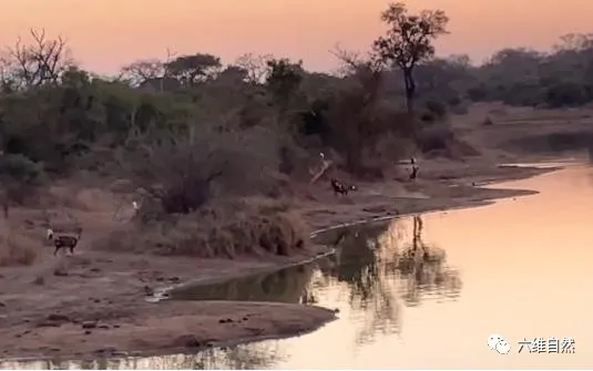 六维自然|南非一只黑斑羚凭借跳跃躲避过野狗群，又在河中躲避开河马的袭击