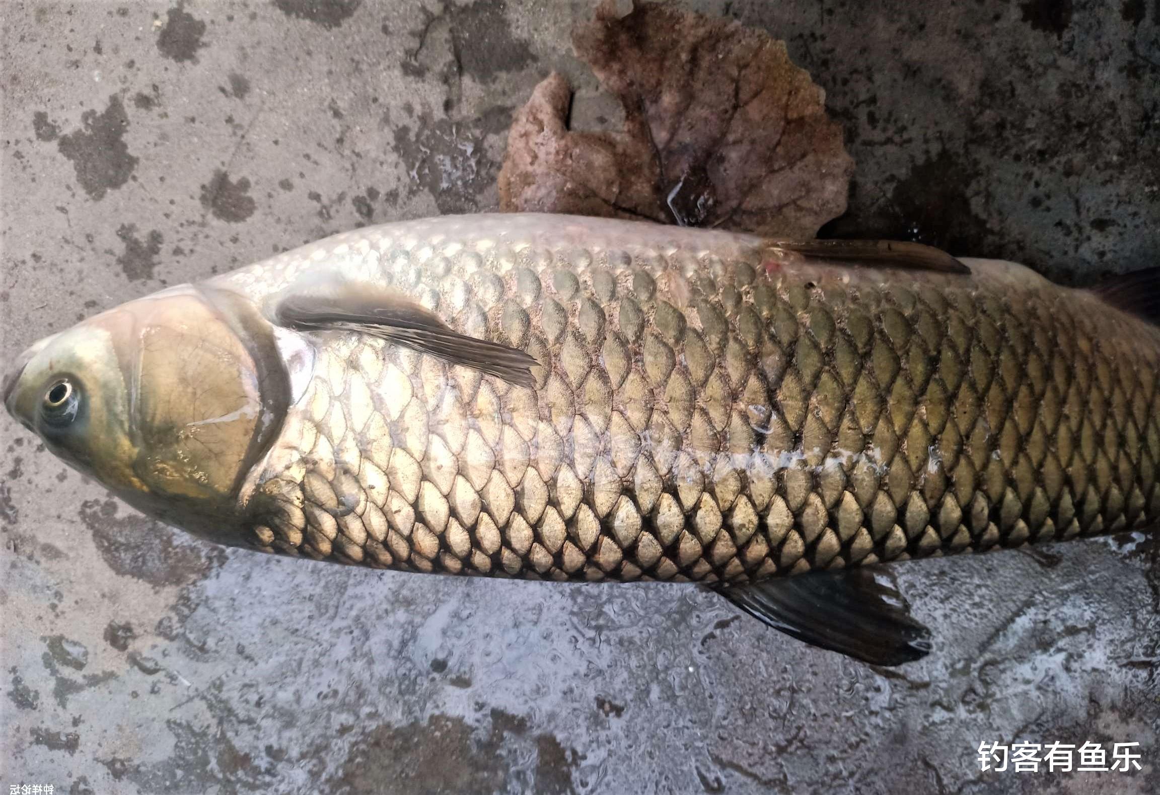 博物馆|钓草鱼需要技巧吗？知道这些细节，扬竿上鱼到手软